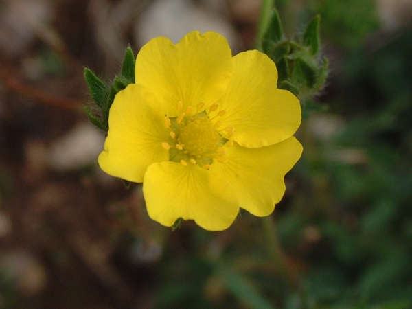 potentilla?